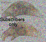 Bembidion (Trepanedoris) ampliceps Casey, 1918 Bembidion (Trepanedoris) ampliceps Casey, 1918