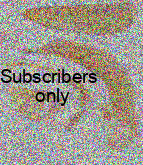 Amara (Bradytus) aurichalcea Germar, 1824 Amara (Bradytus) aurichalcea Germar, 1824