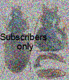 Chlaenius (Pachydinodes) horaki Kirschenhofer, 2015 Chlaenius (Pachydinodes) horaki Kirschenhofer, 2015