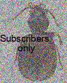 Eucaerus insularis Darlington, 1934 Eucaerus insularis Darlington, 1934