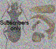 Pterostichus (Cryobius) storozhenkoi Sundukov, 2025 Pterostichus (Cryobius) storozhenkoi Sundukov, 2025