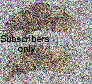 Bembidion (Trepanedoris) connivens (Leconte, 1852) Bembidion (Trepanedoris) connivens (Leconte, 1852)